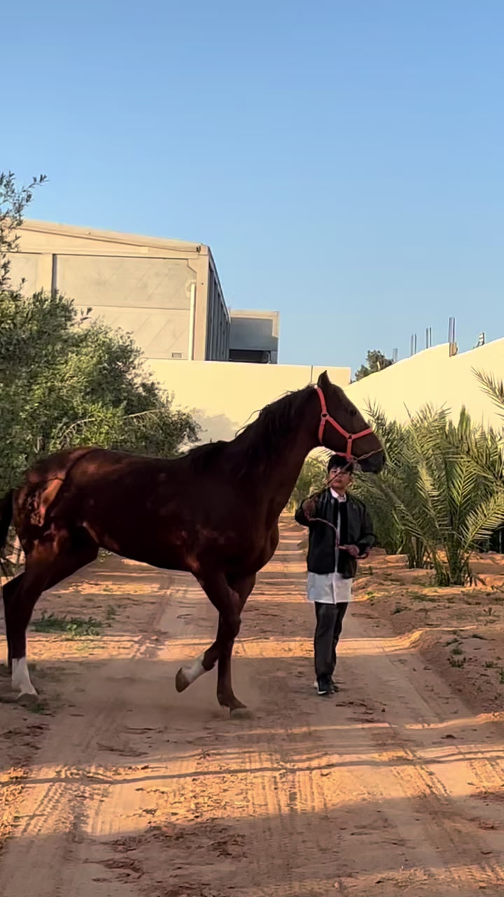 @عزو الجعيدي