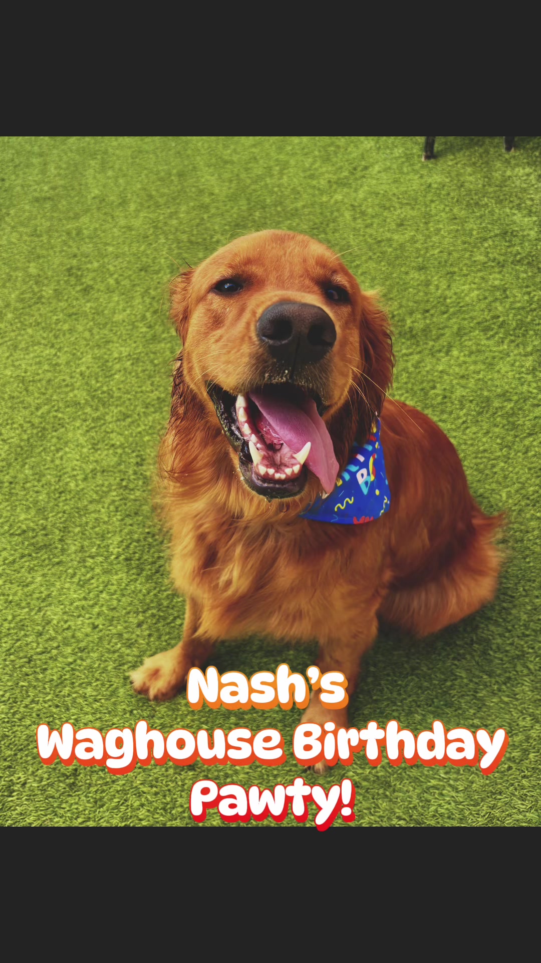 @Waghouse Dog Daycare