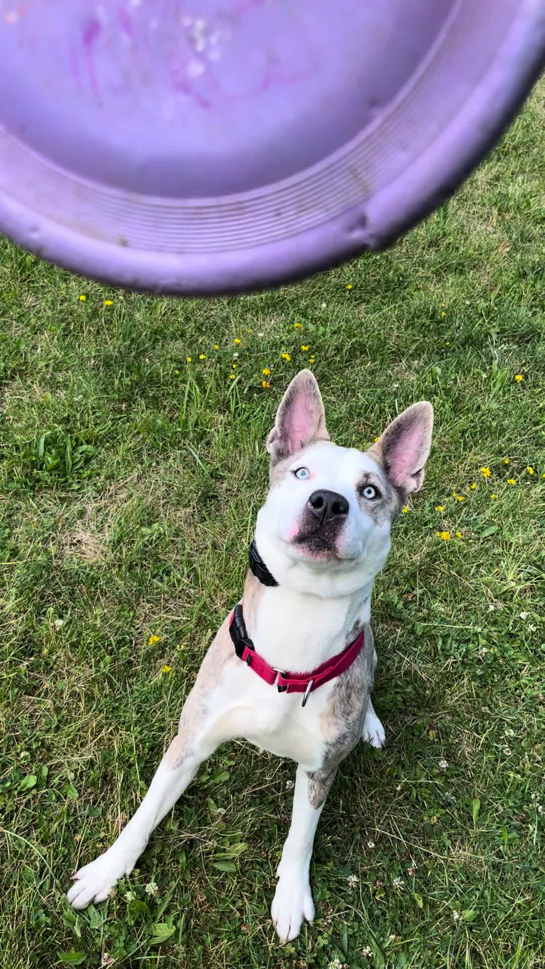 @Jay TheDog Trainer