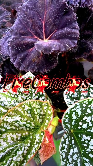 @PlantLadyNico🪴