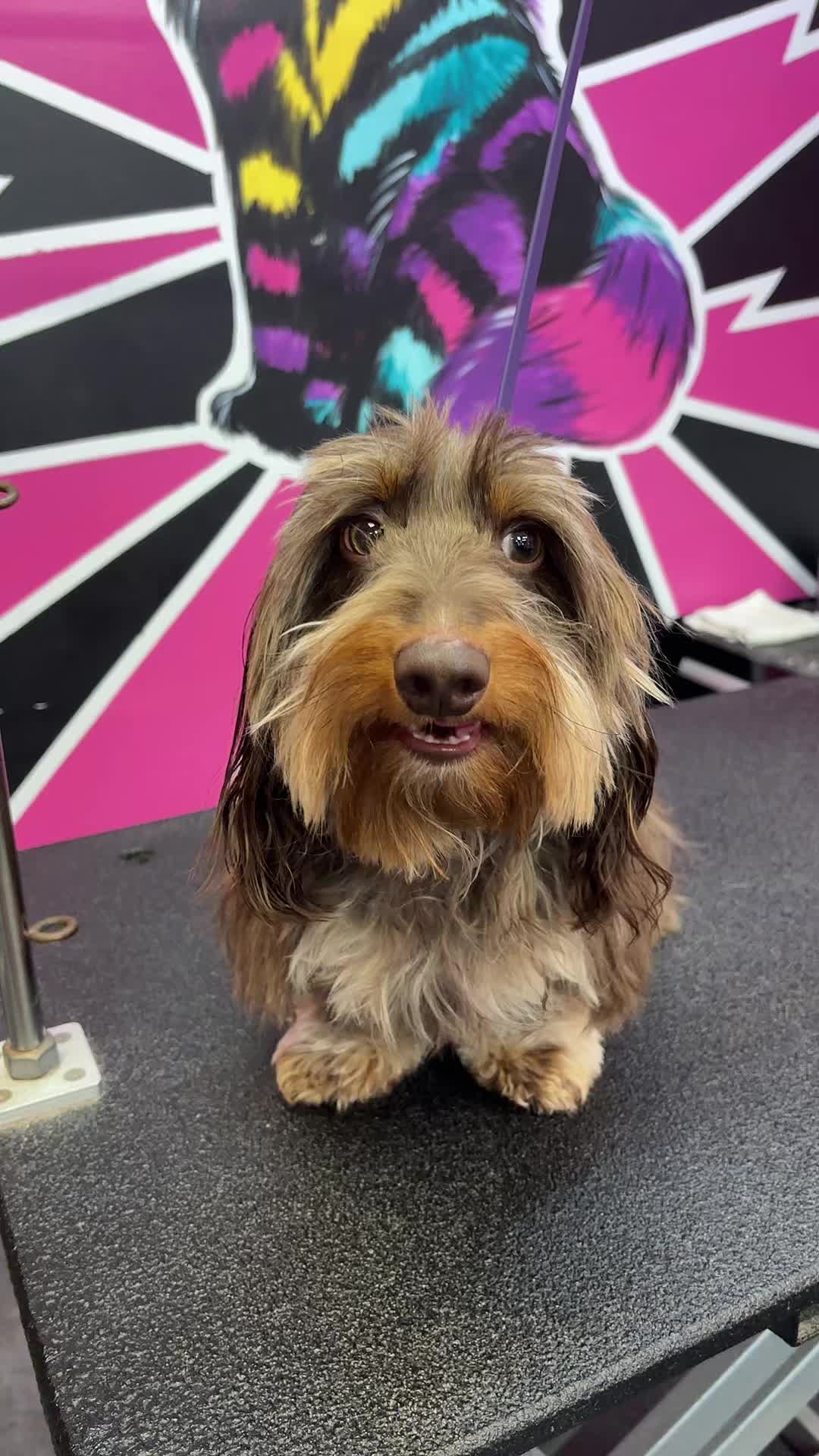 @Furbabies Grooming