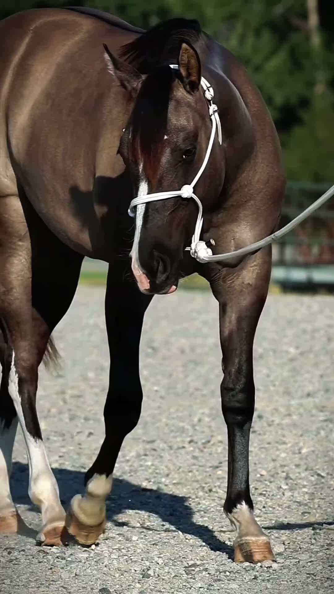 @HorseAuctionsUSA