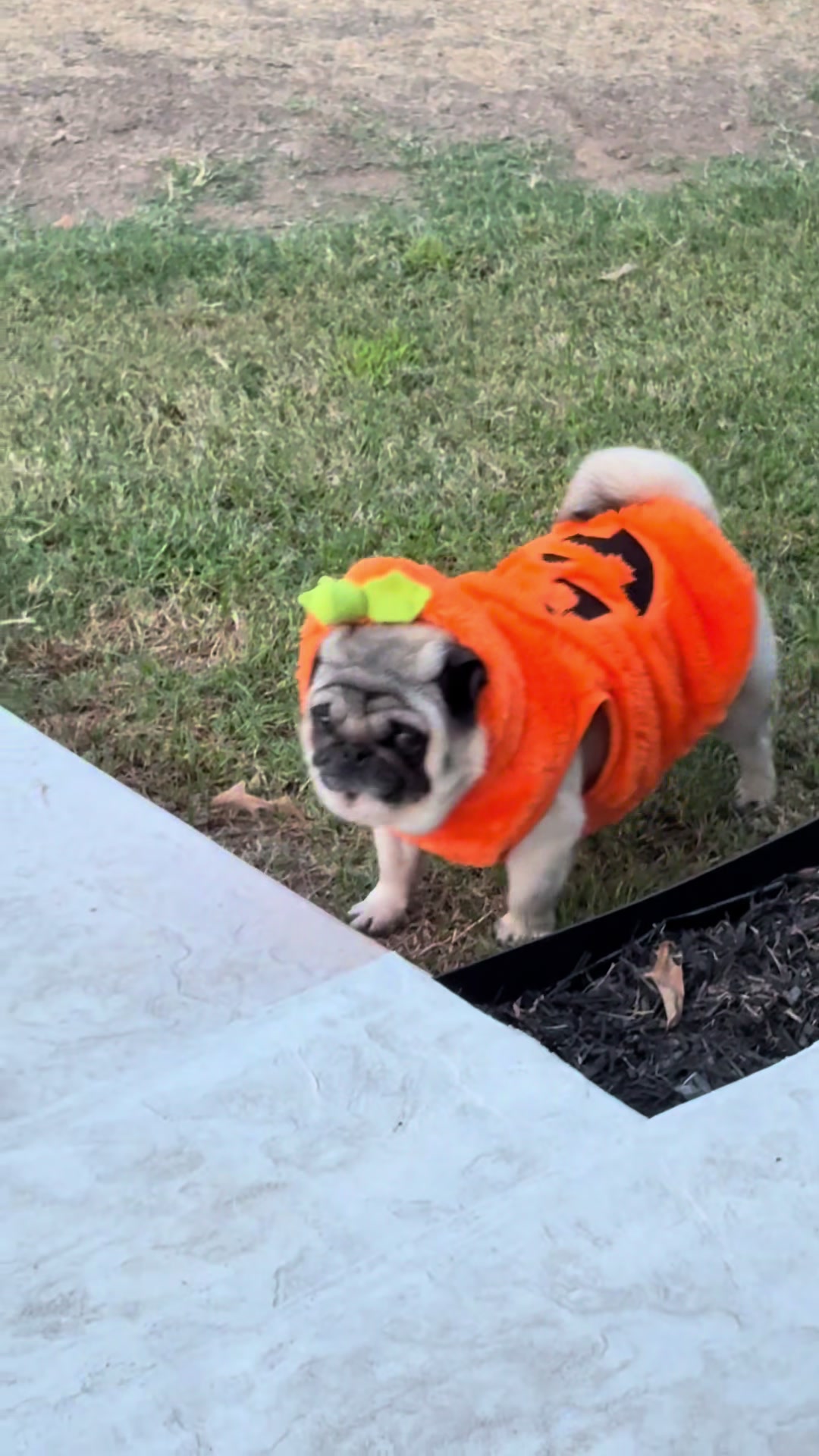 @Rocki the Pug ๐ถ