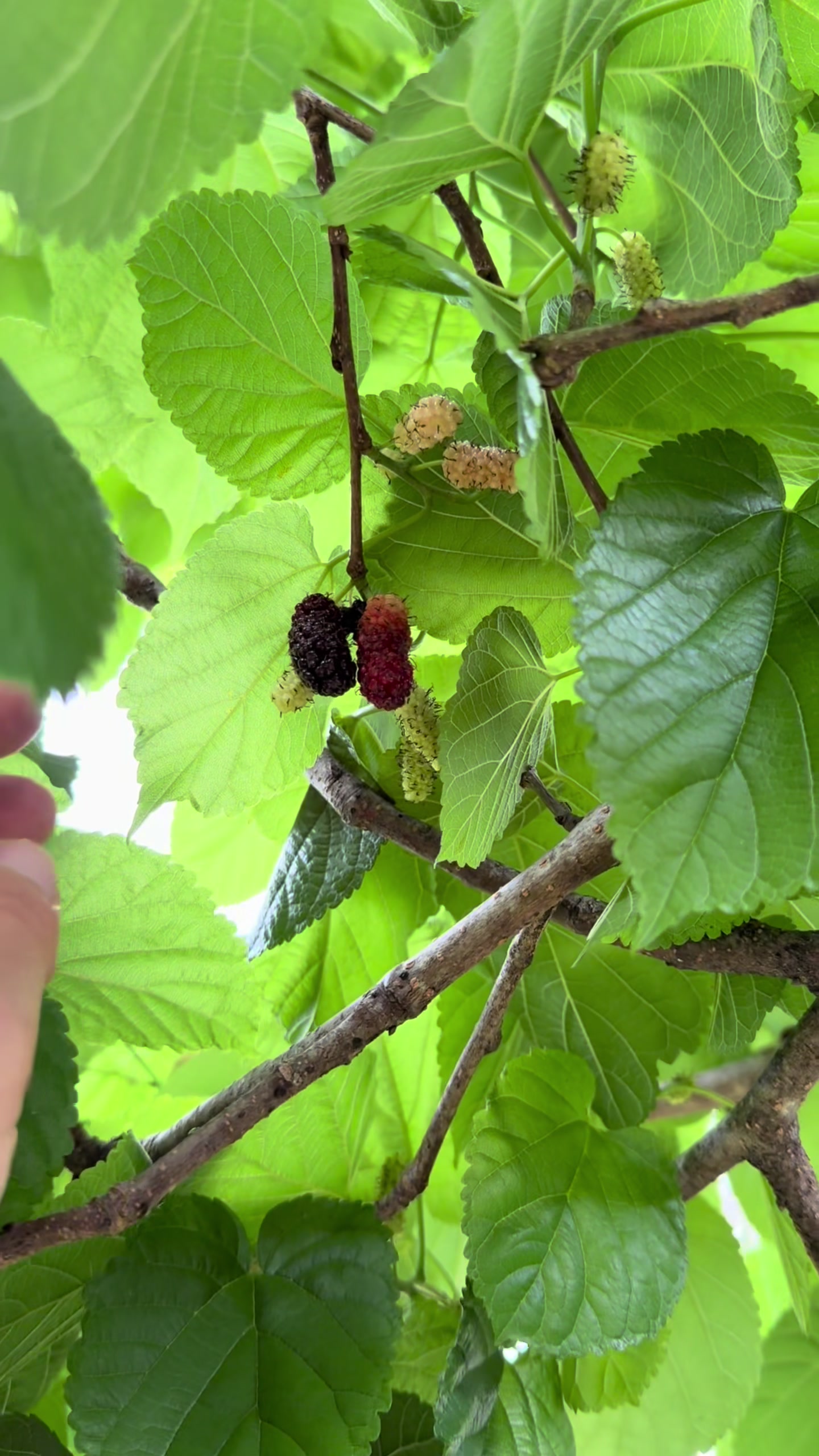 @will.harvest