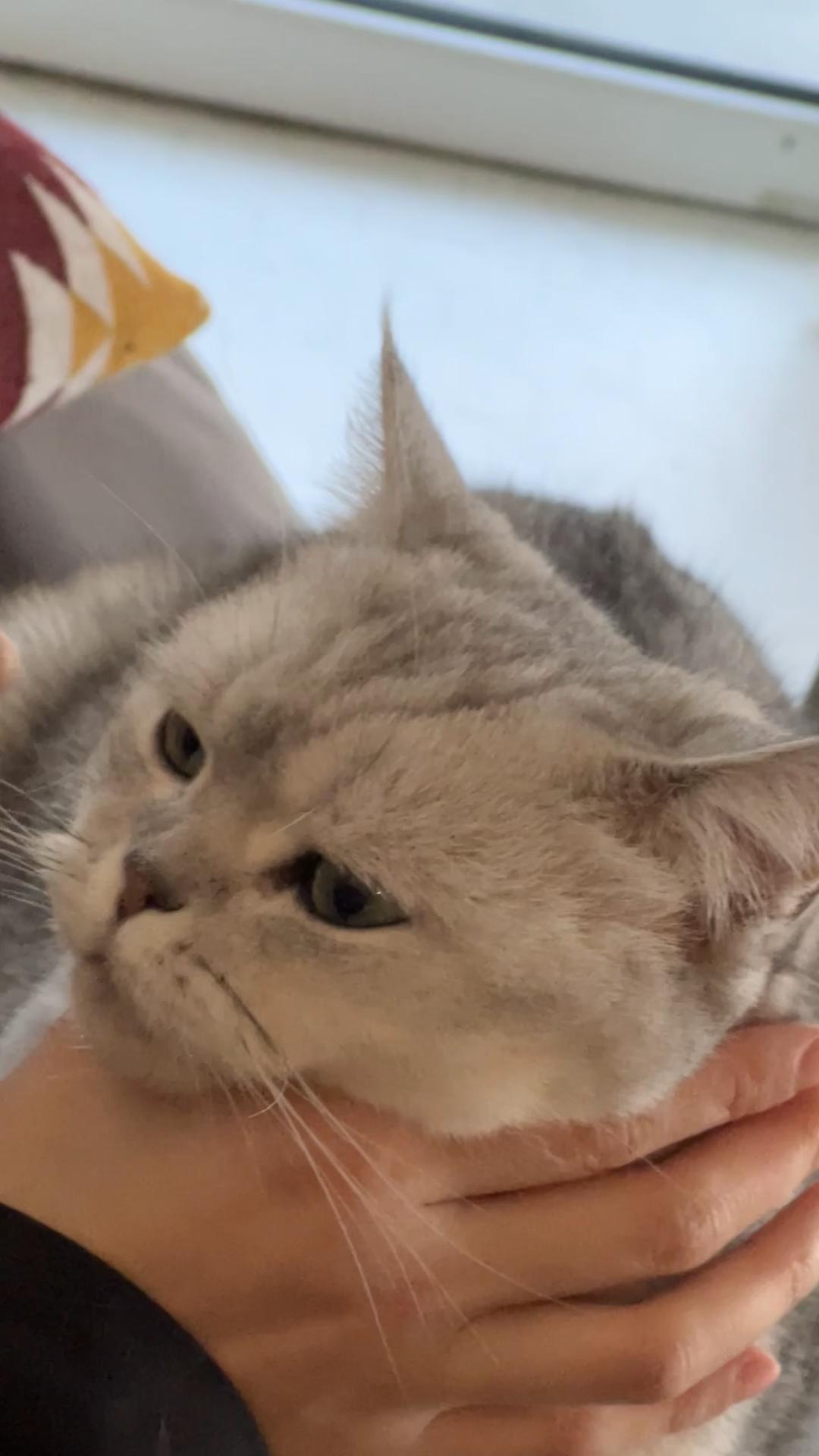 @riceballmeow88