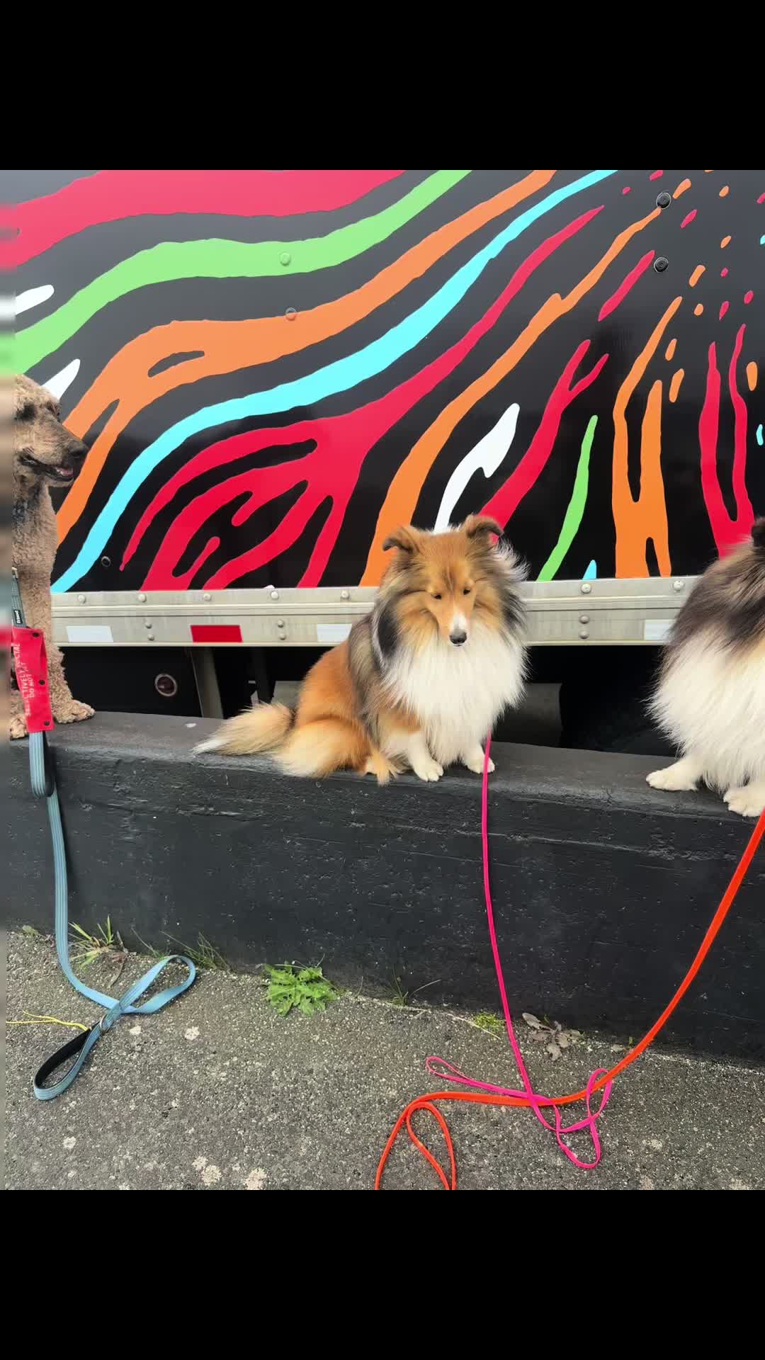 @Heather Discovery Canine Adv.