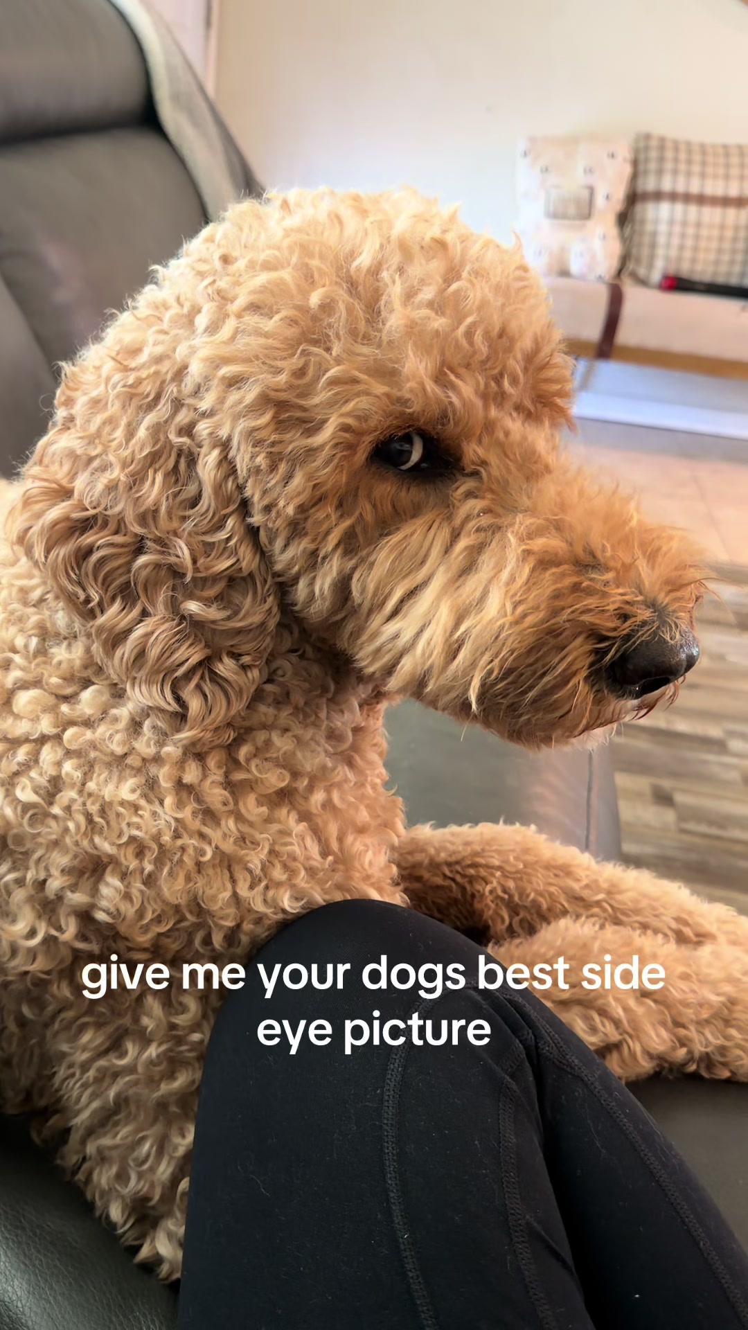 @doodle.mami.aimee🤍🐾