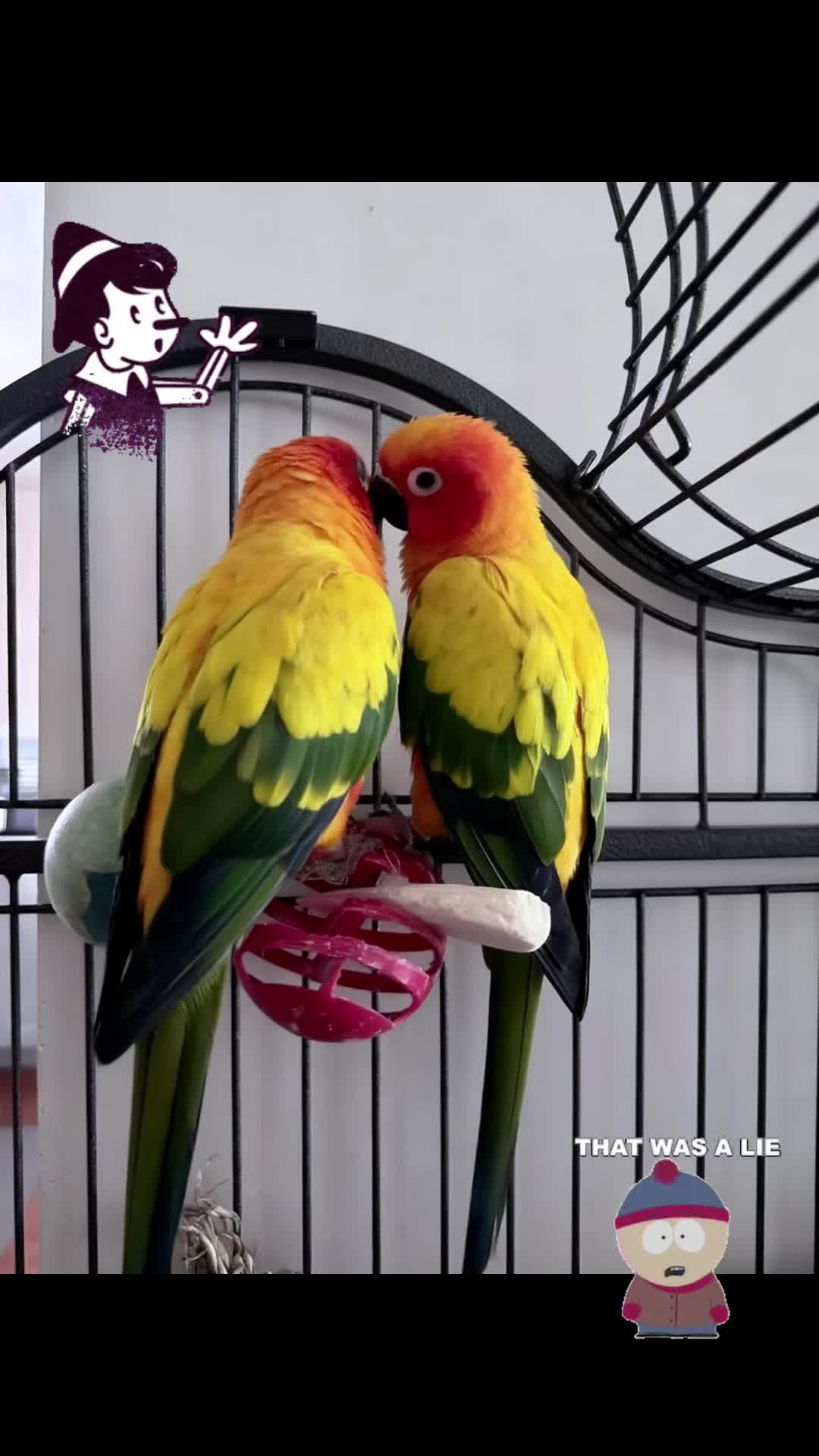 @Mango 🦜La cotorra solar