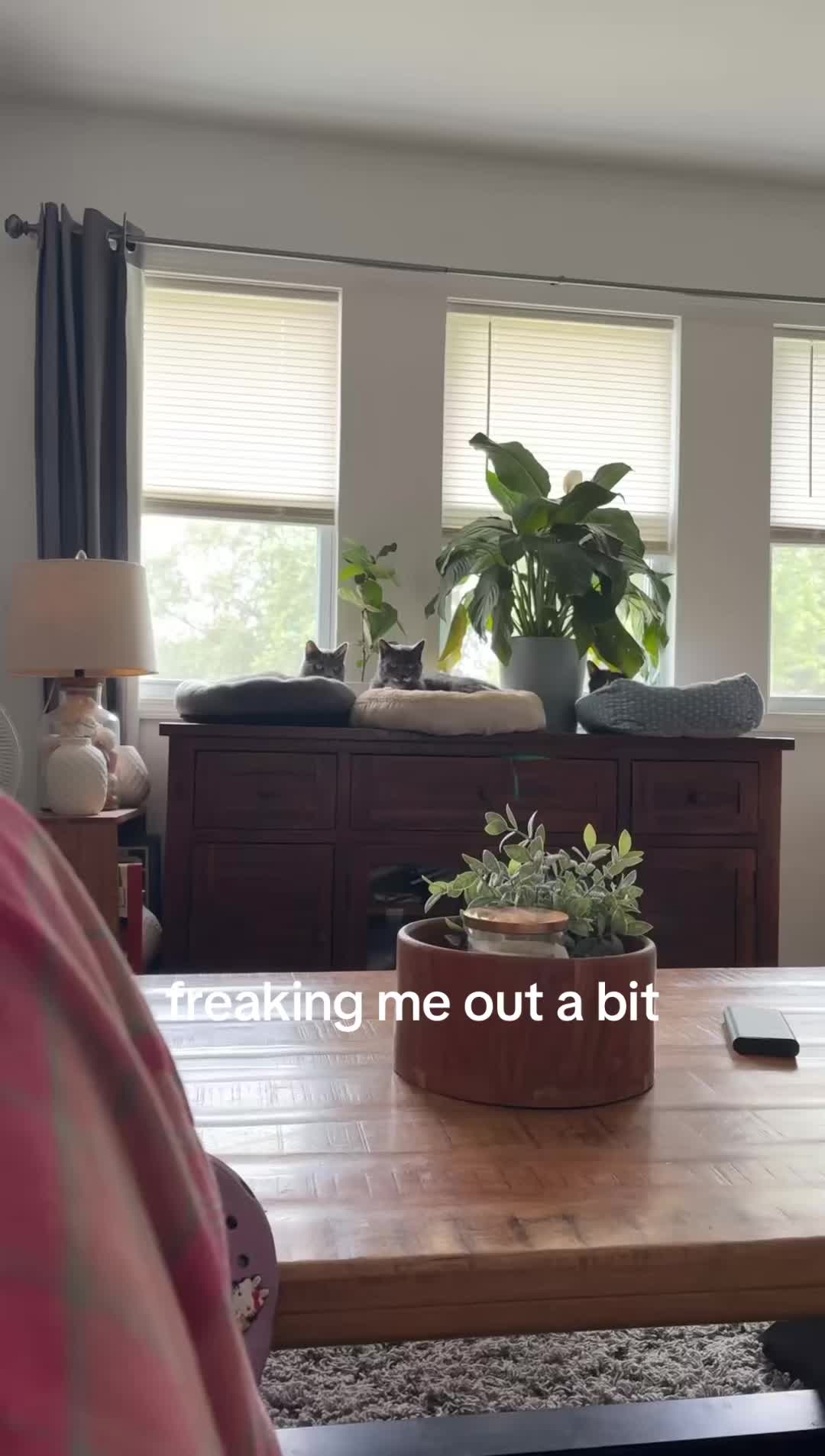 @maryyy🍄🧚🌙🐈⬛