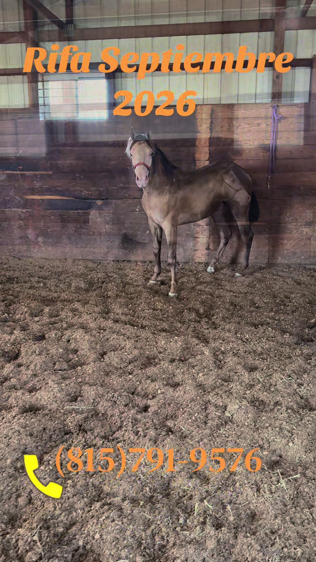 @R.L.P Quarter Horses