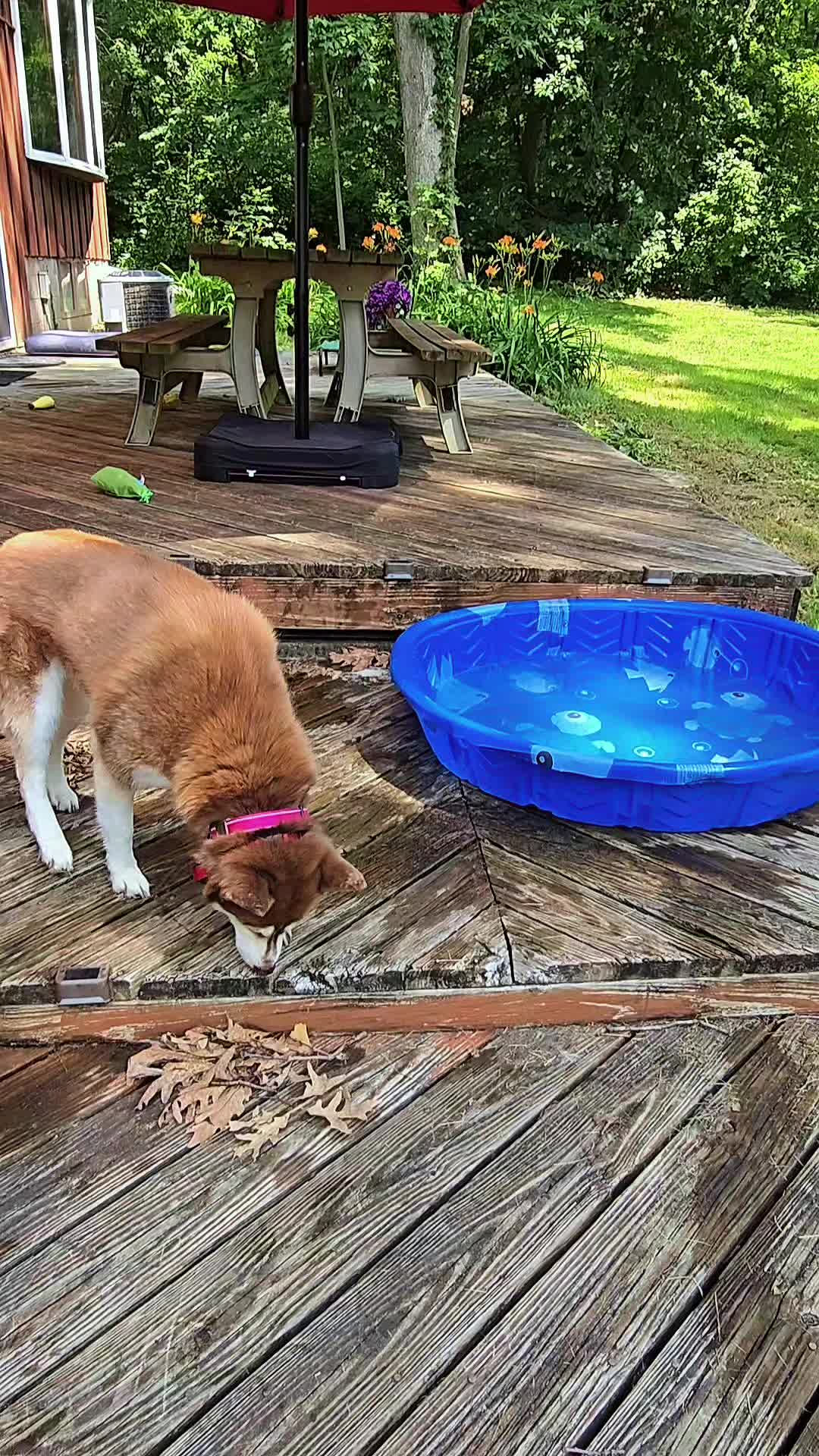 @Diane | Huskies-Jack & Jill