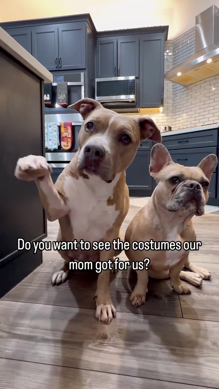 @Indie.pittie