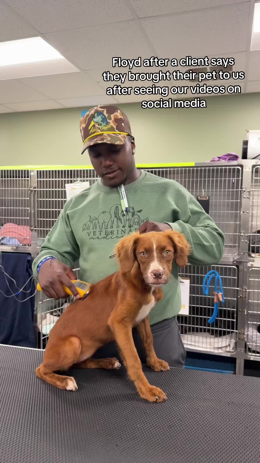 @Triangle Vet