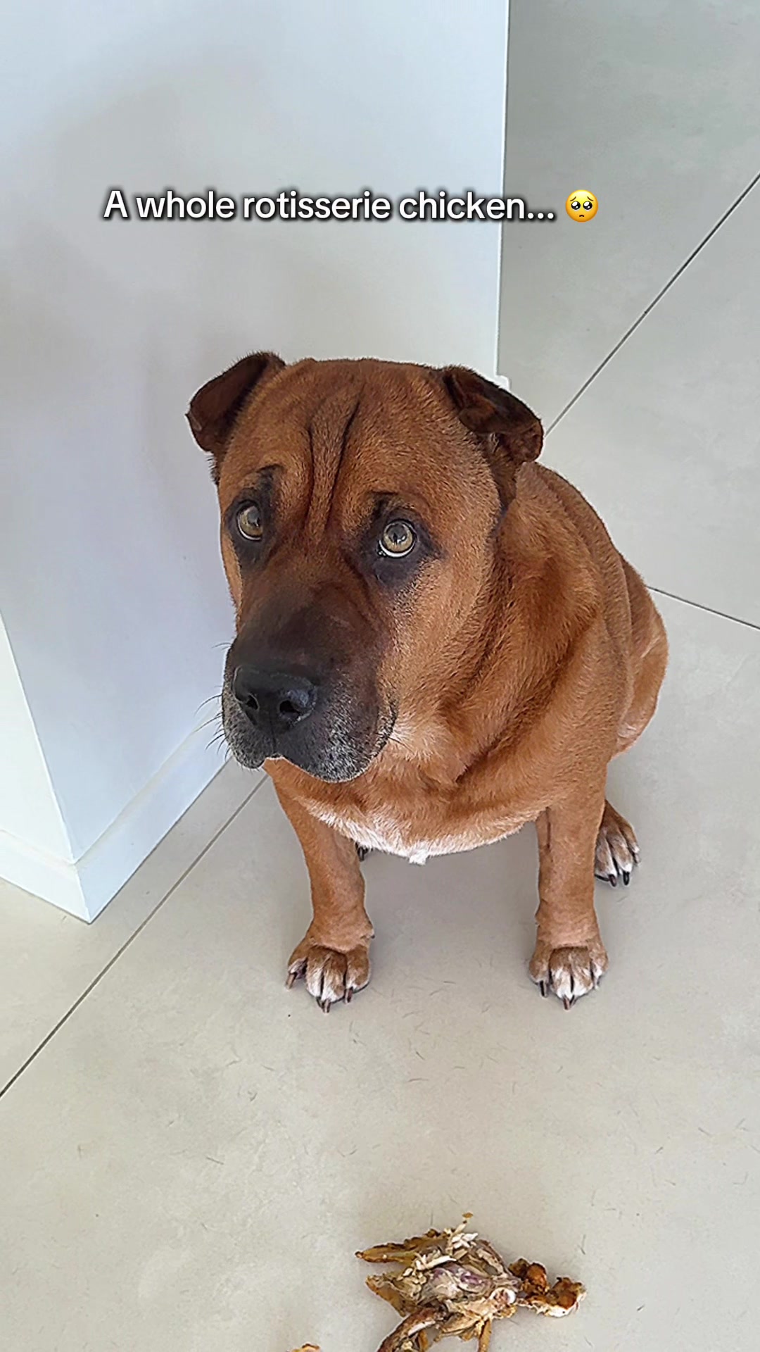 @Ryder 🐾 Rescue Shar Pei