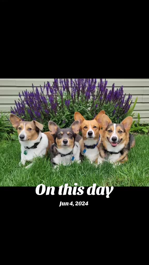 @J&R Shepherds & Corgis
