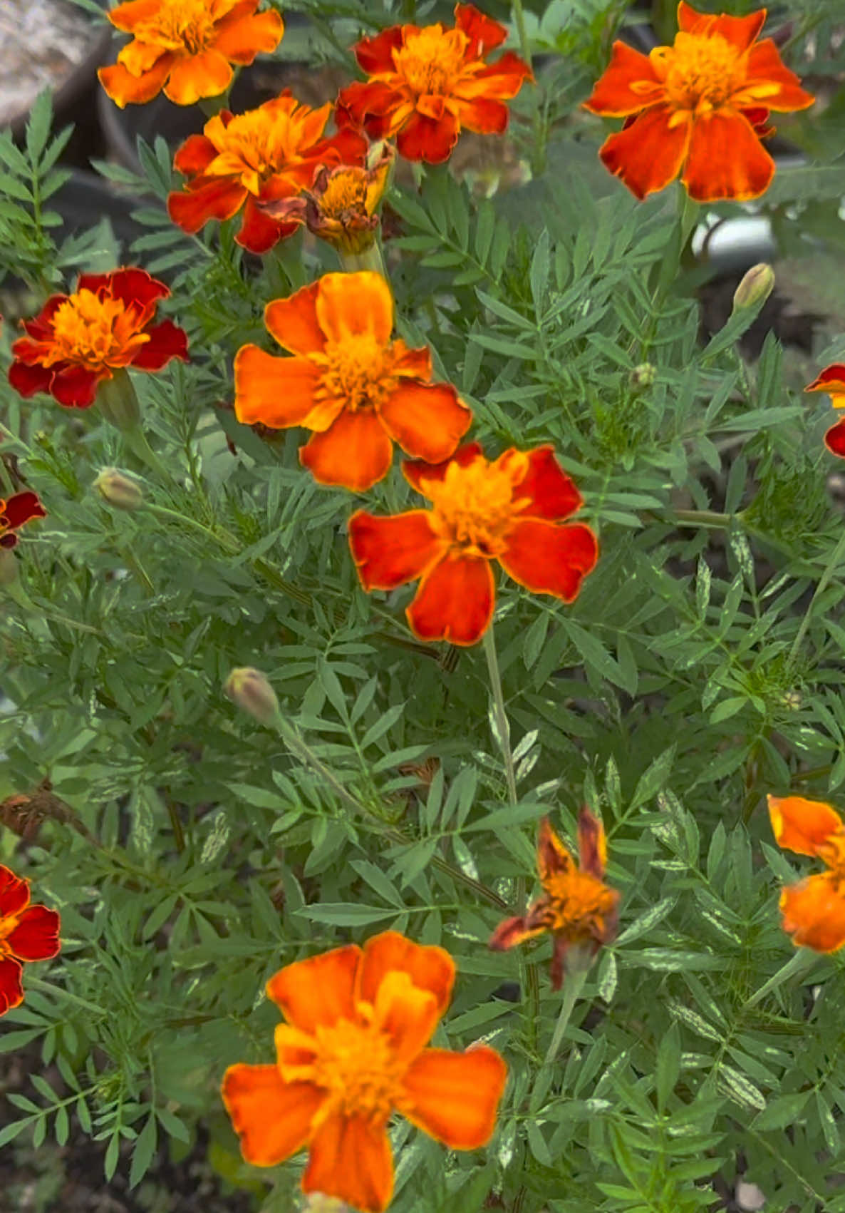 @Buff Gardener