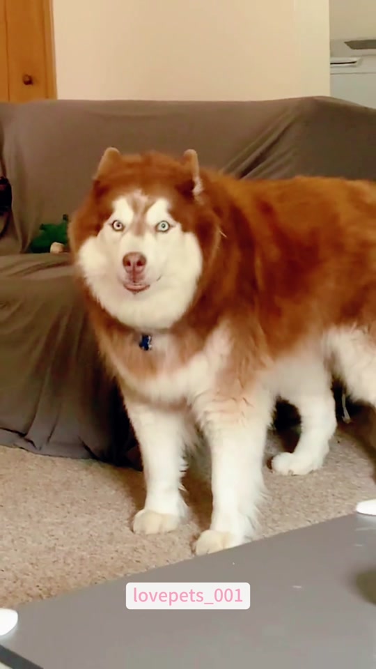 @lovepets_001