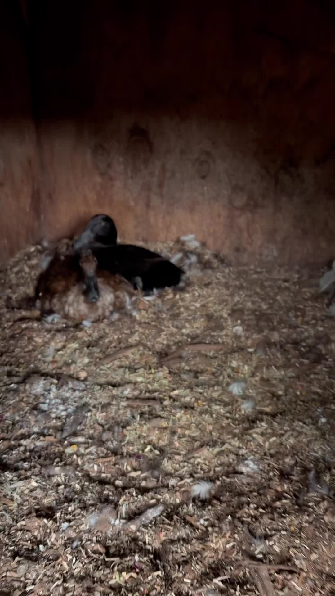 @Mindy | Pretend Farmer