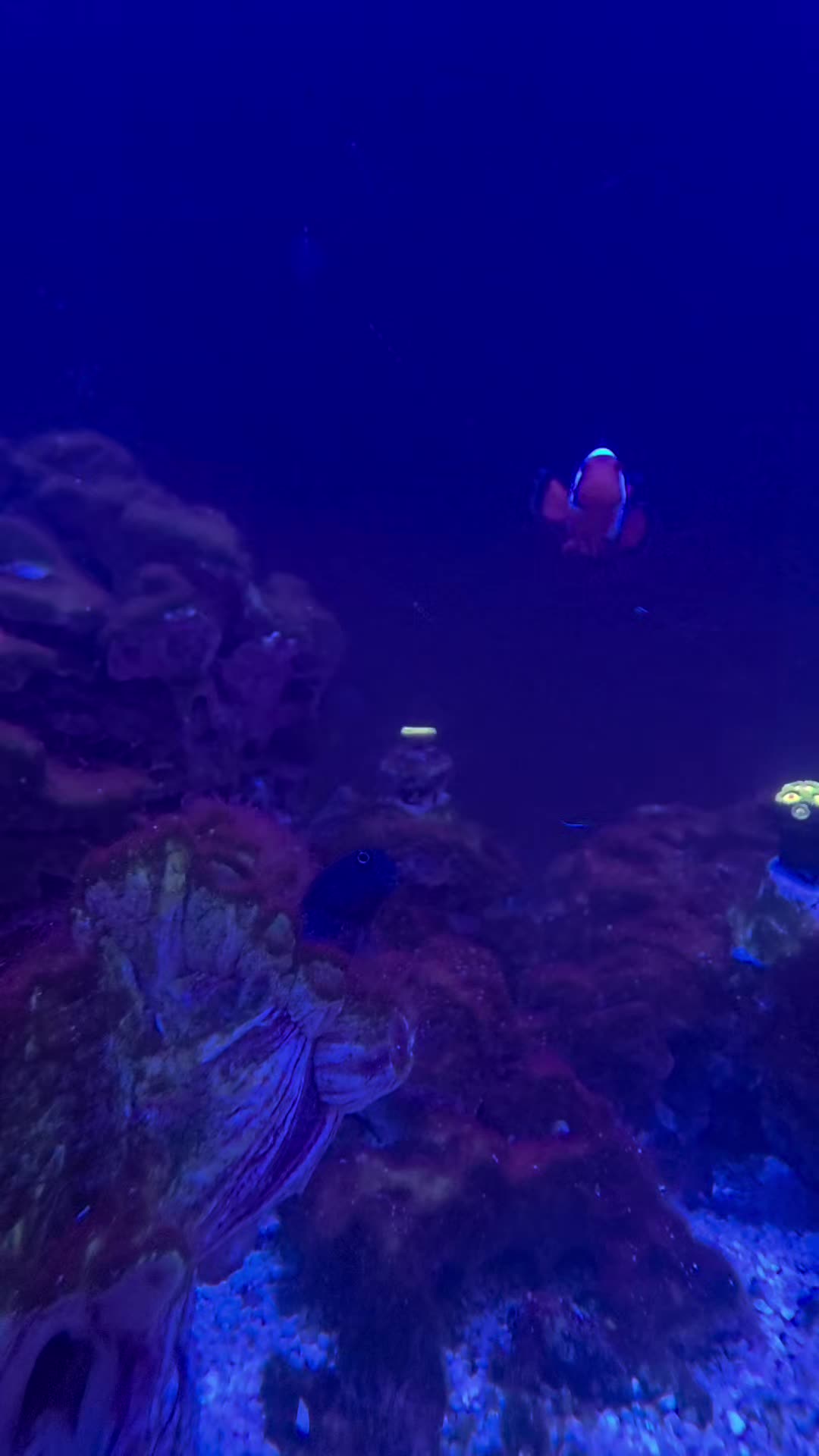 @Jays reef