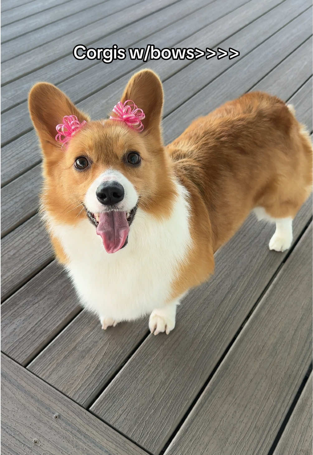 @Hope the Corgi