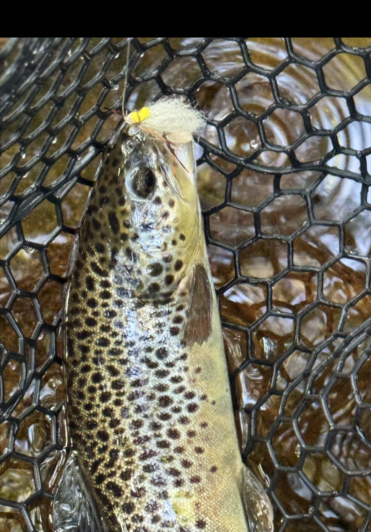 @FlyFishDelawhere
