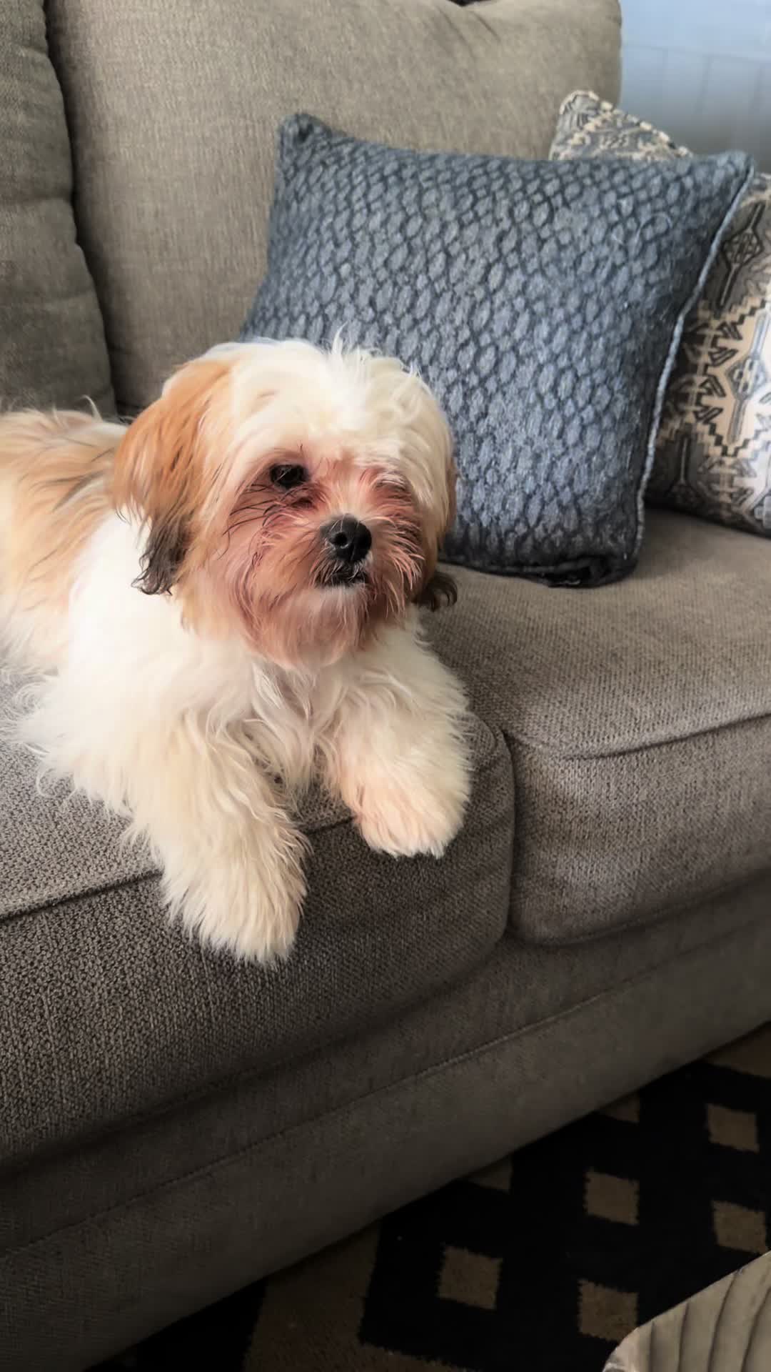 @Crisp&iacute;n_y_mia_shihtzu_puppies.