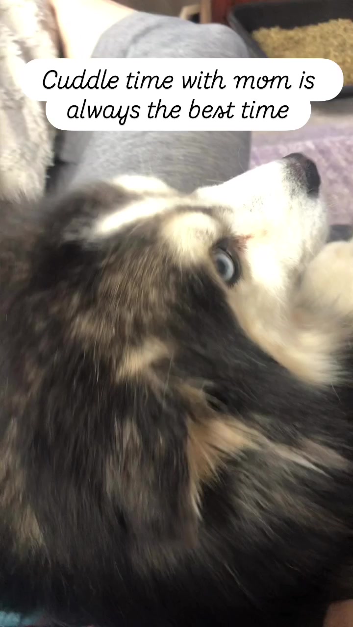 @Ontario Pomsky Puppies