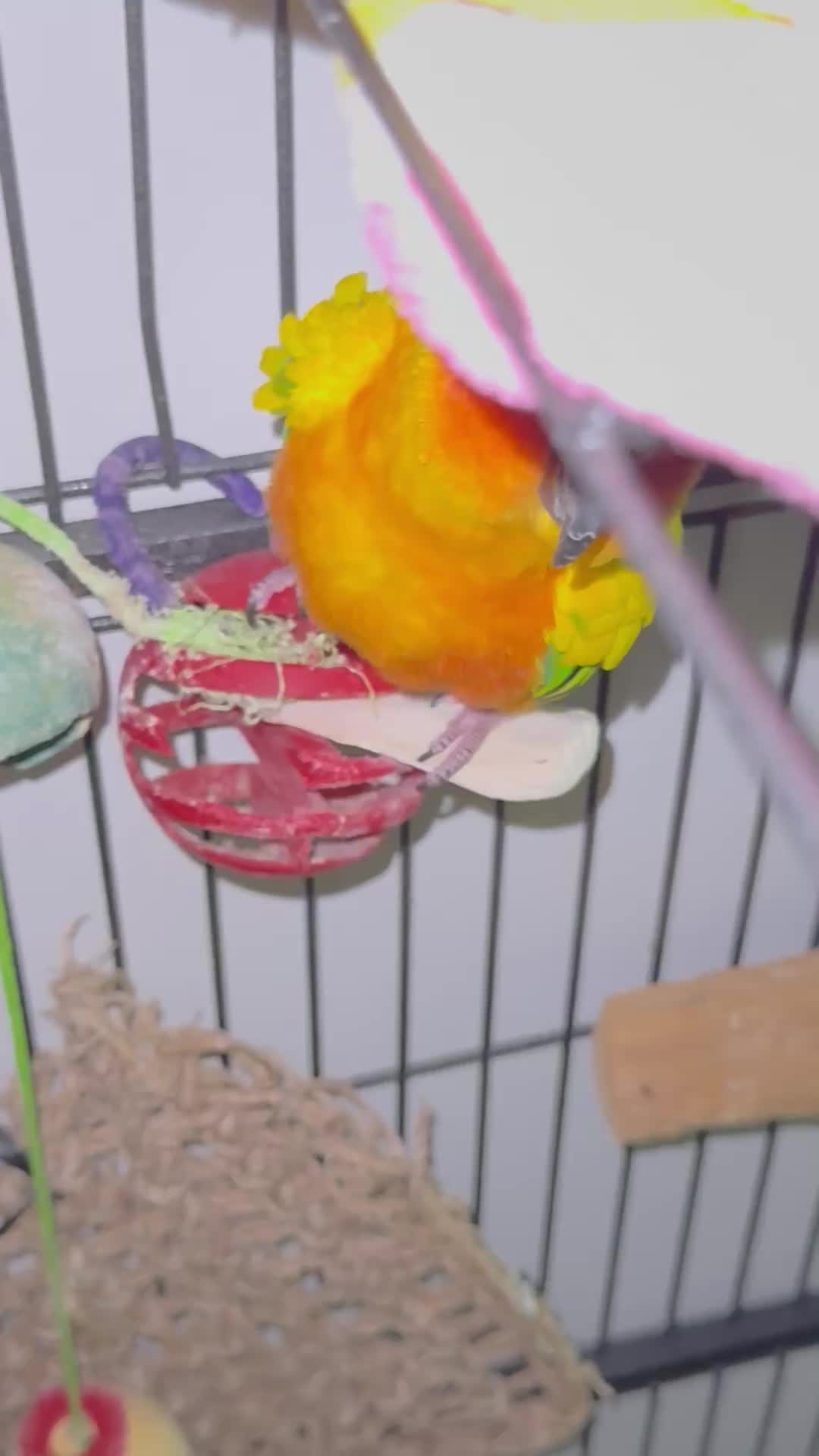 @Mango 🦜La cotorra solar