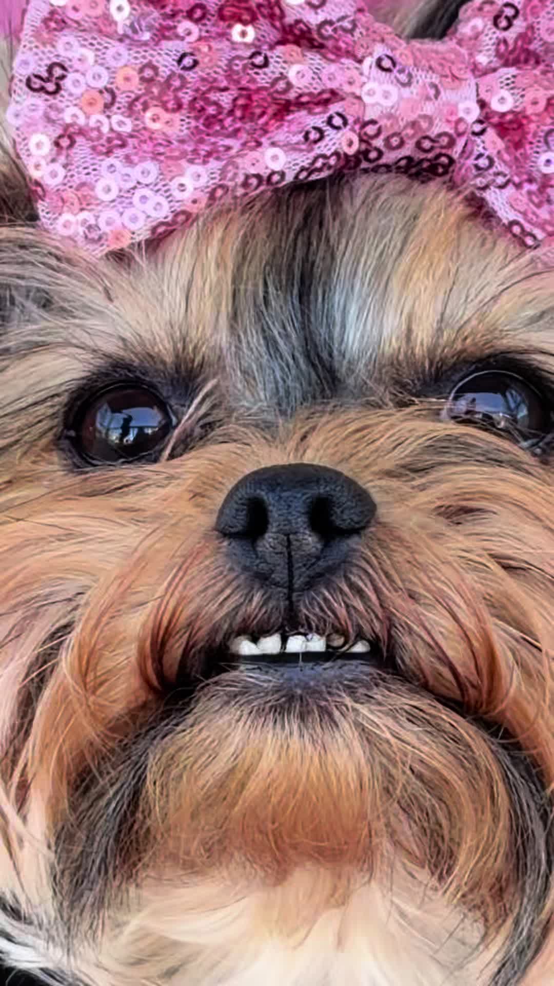 @The Utah Yorkies