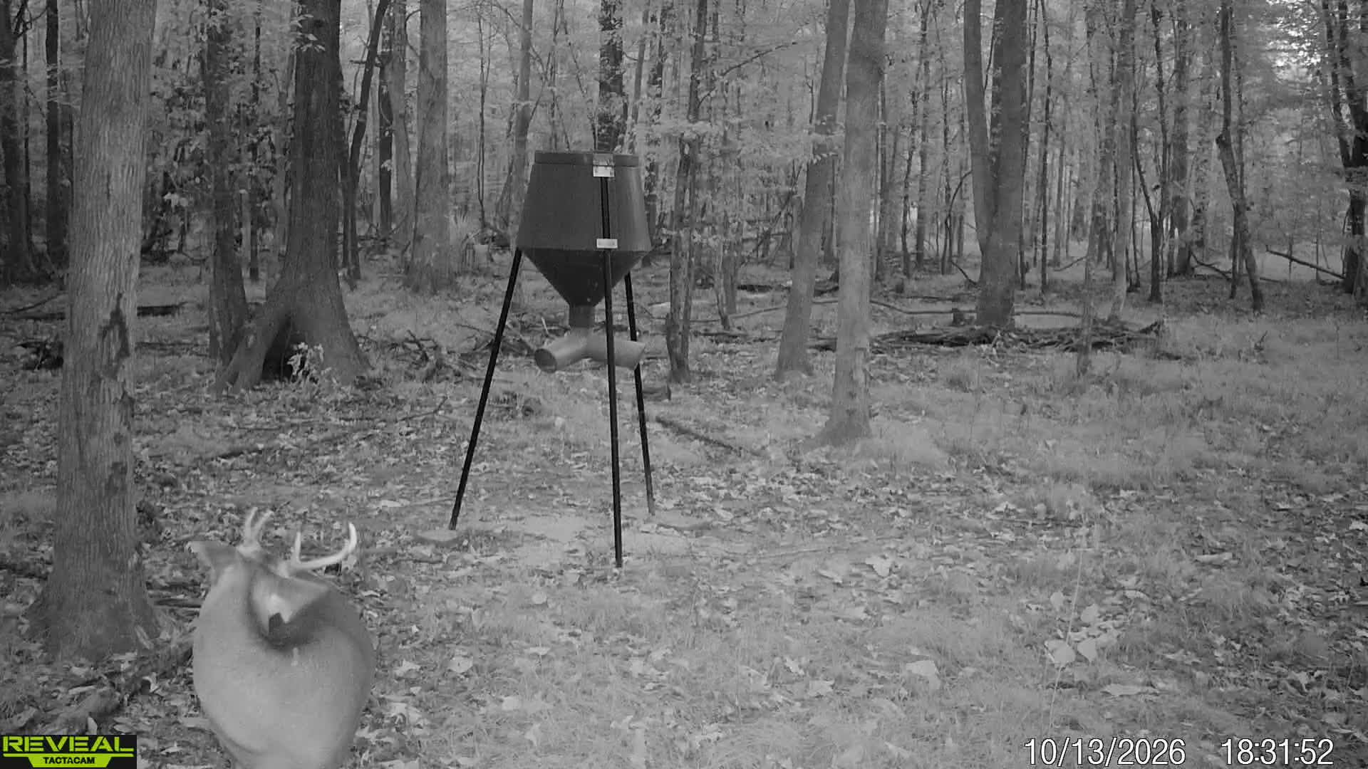 @Toi Batton_GIGI_WTBuckOutdoors