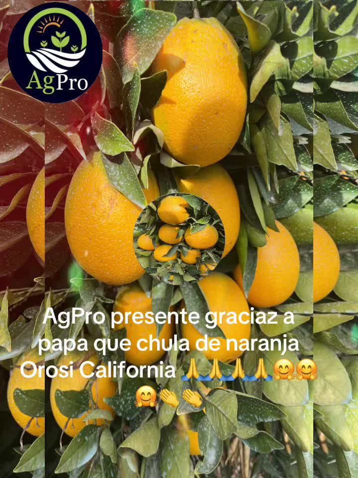 @Piedad Ayala