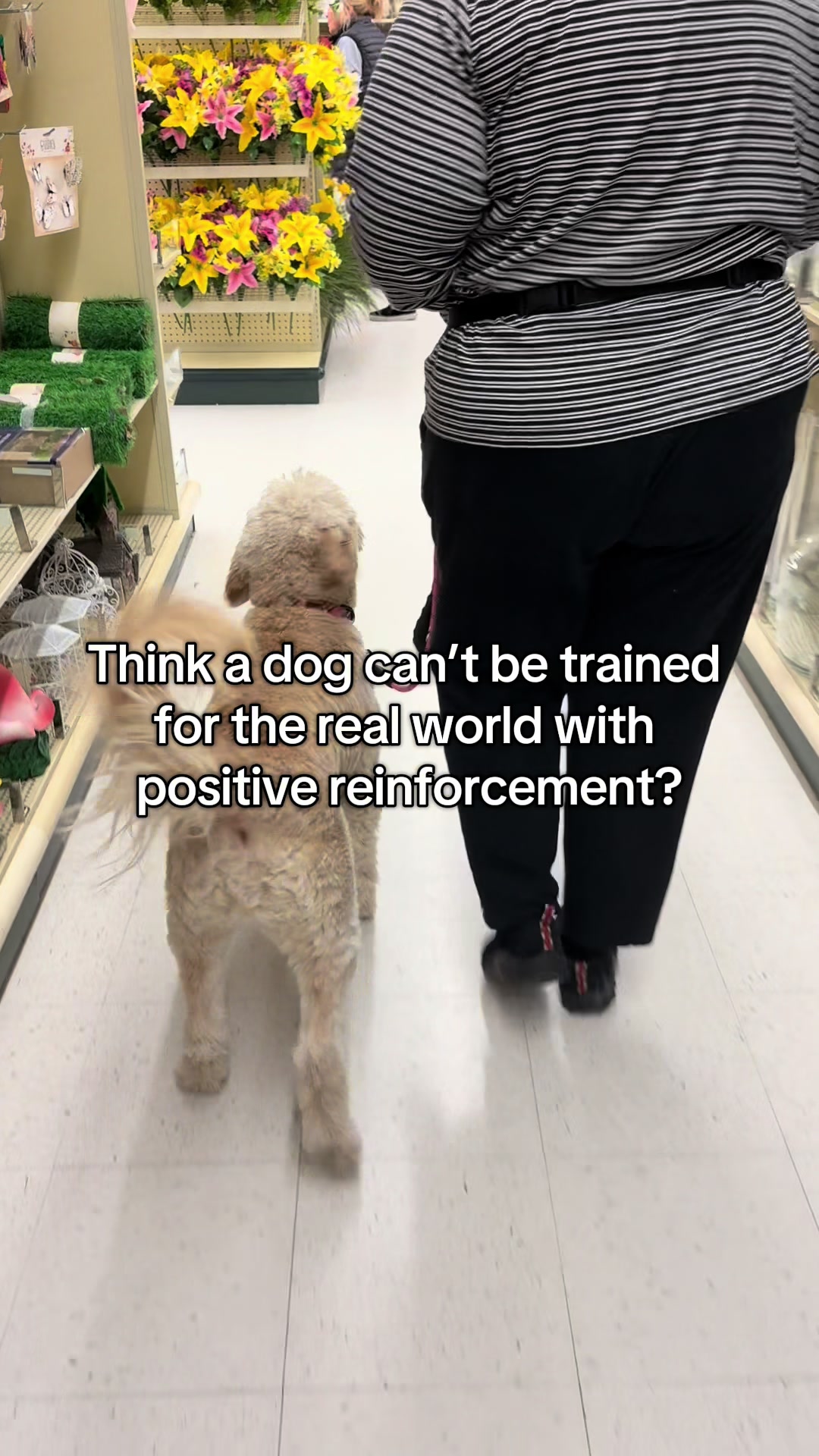 @Exploring K9 Training
