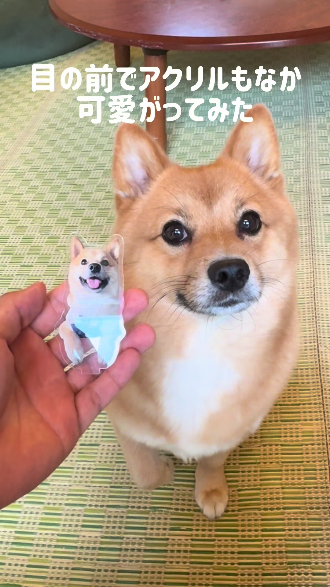 @ポメ柴もなか(もちゃ)୭