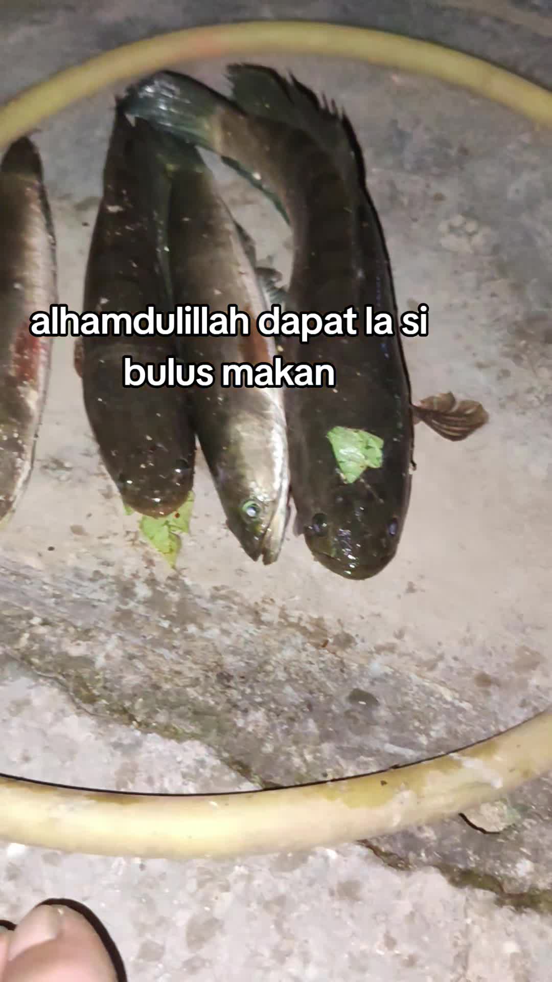 @SAHWI