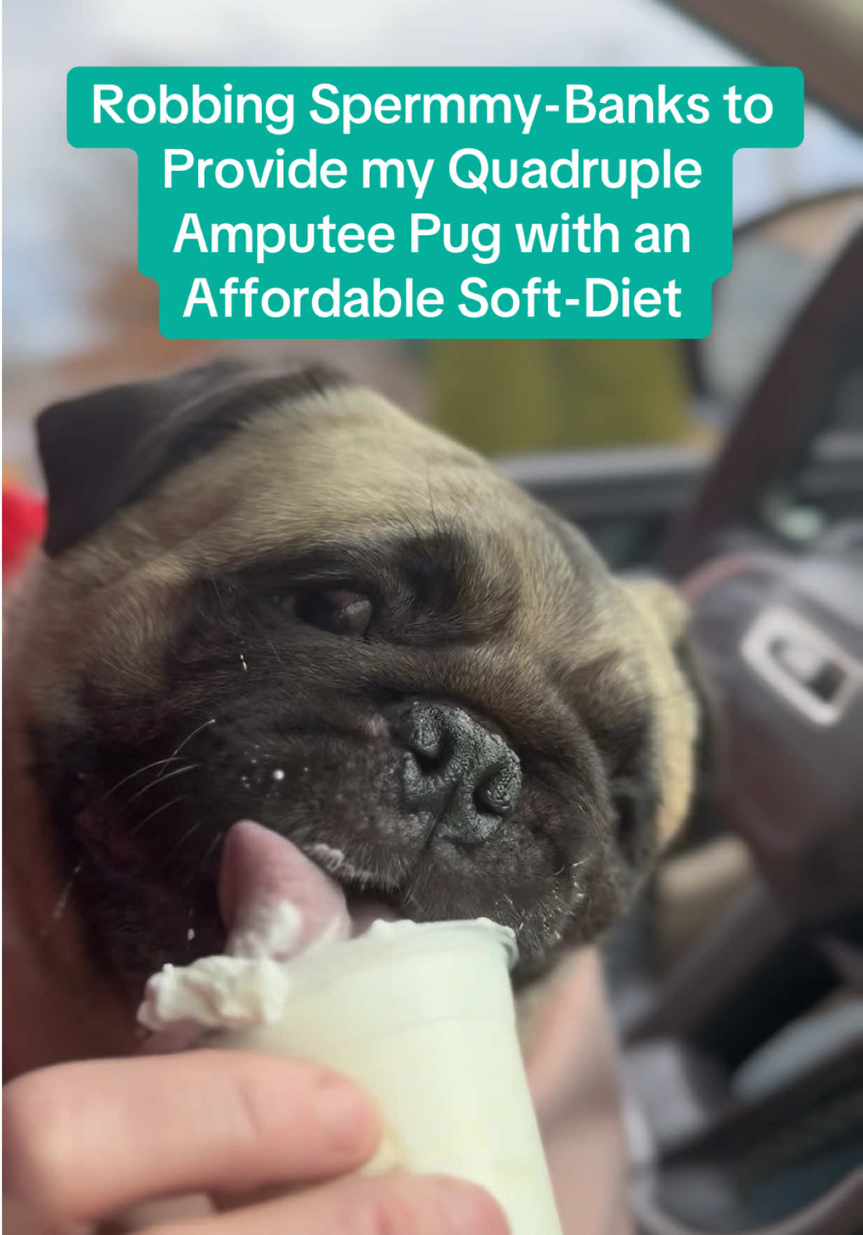@PEARL - Quadruple-Amputee Pug