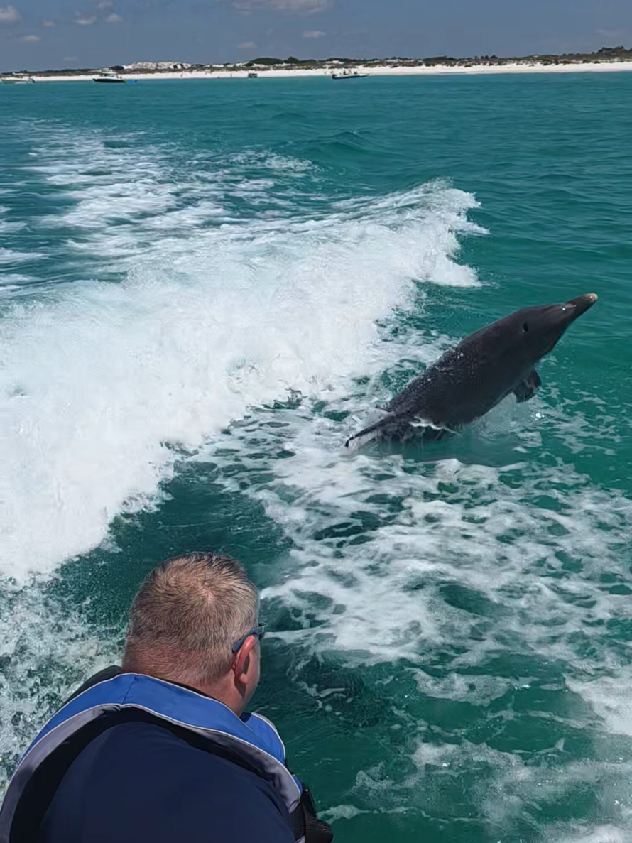 @Shell Island Dolphin Tours 🐬