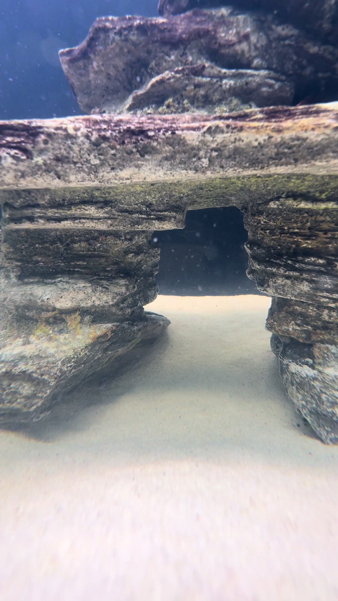 @Cichlid Chief