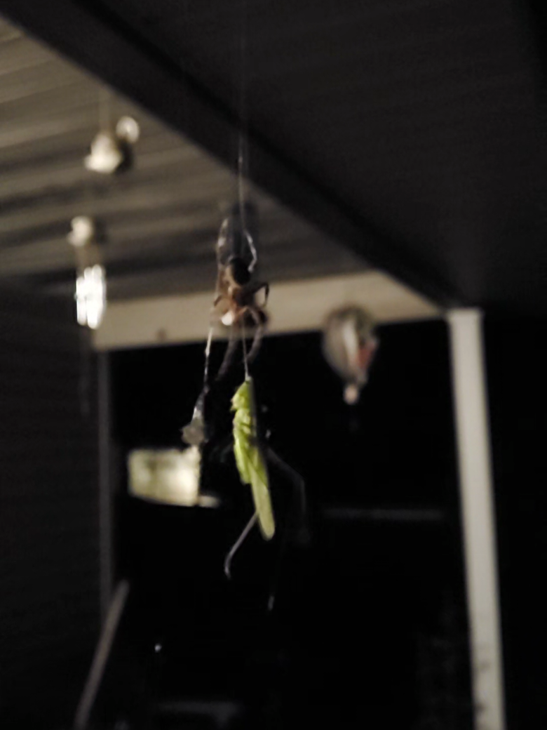 @ArtRoosterbot