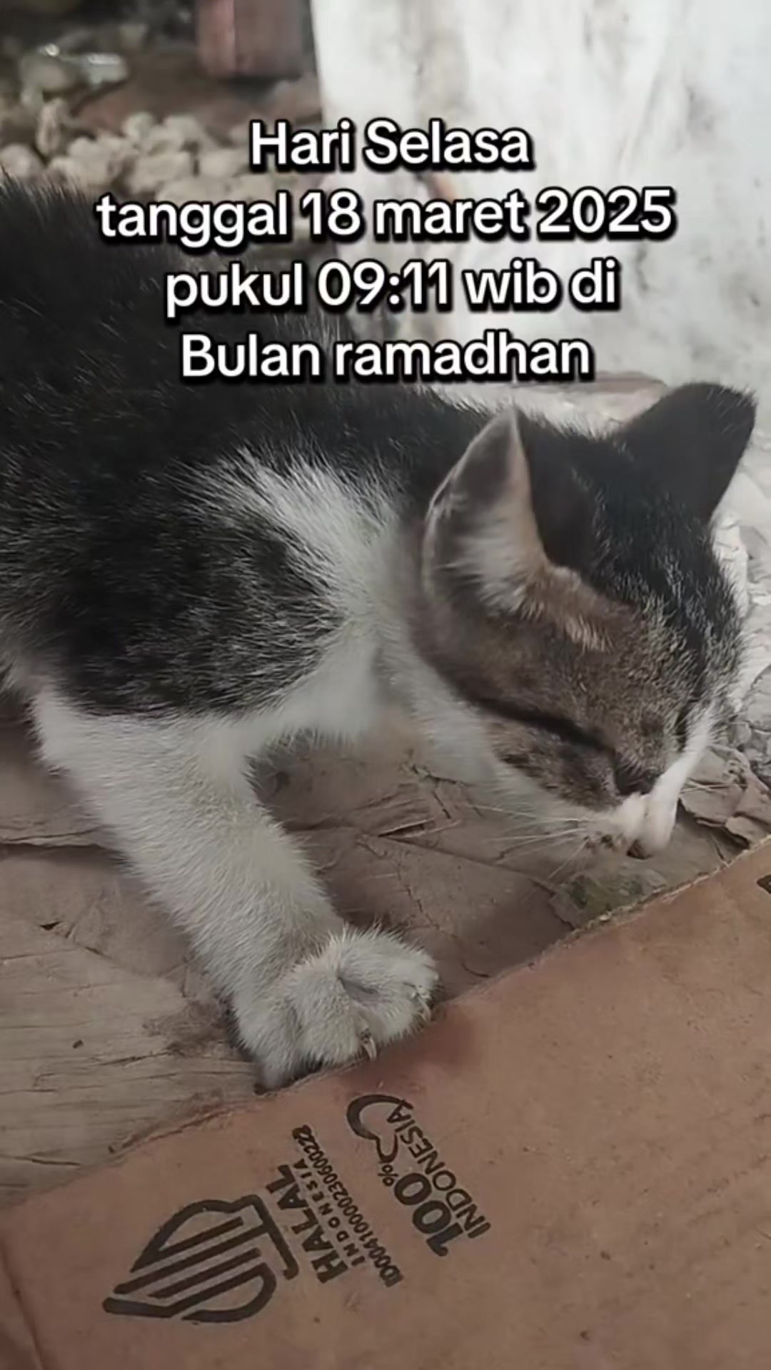 @Shanshan Ngapruk