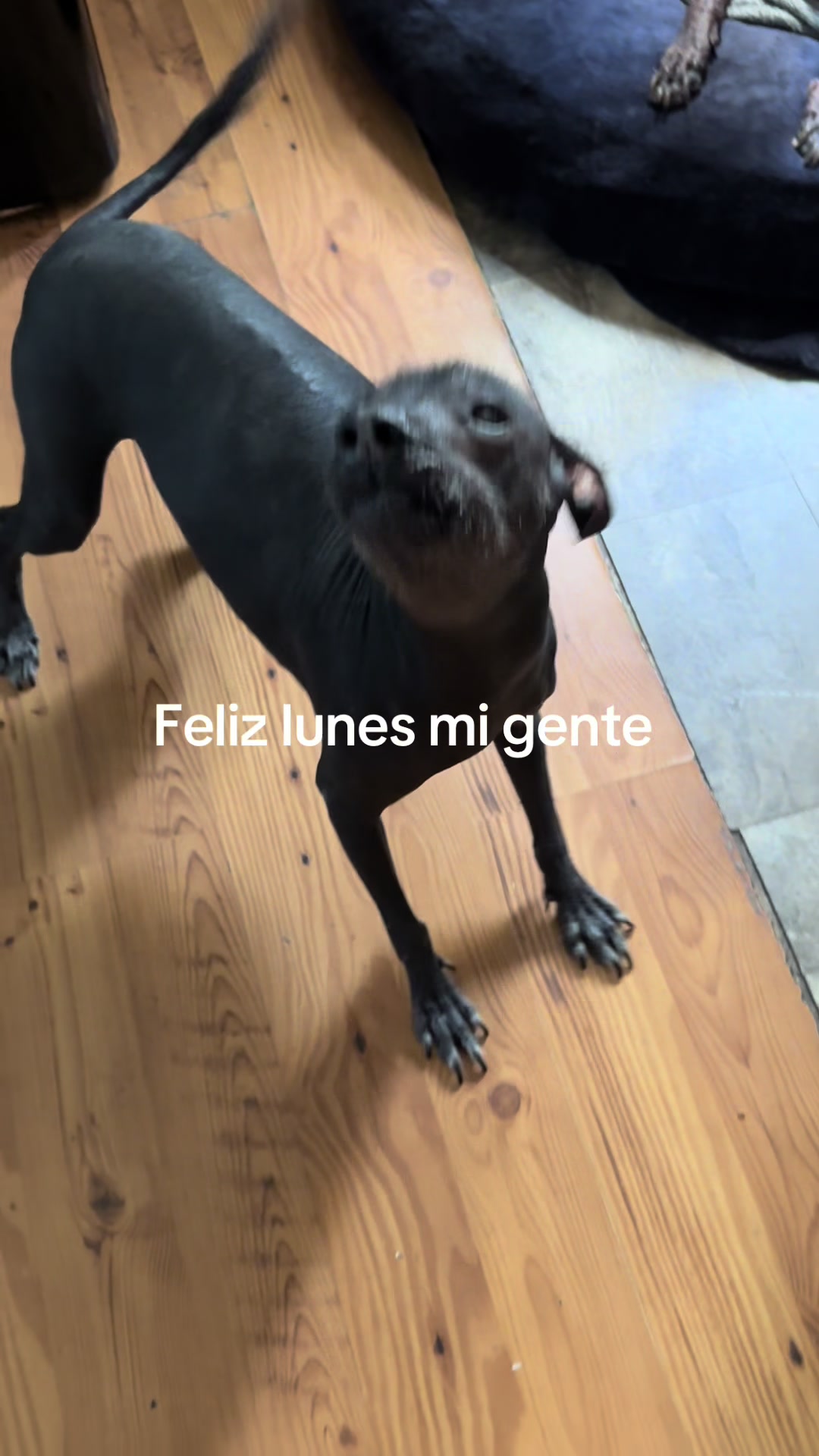 @Elcharitoopemex