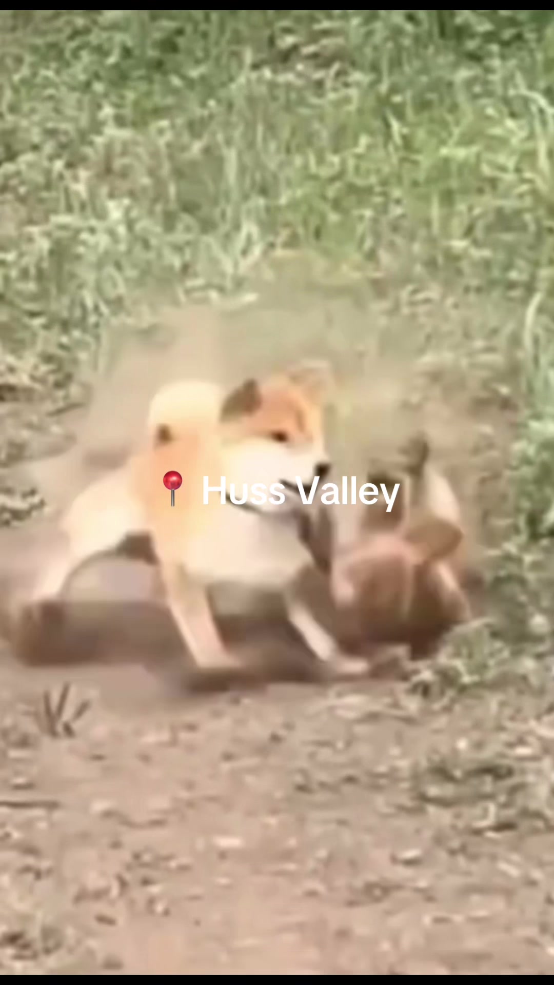 @Mr. Marmot