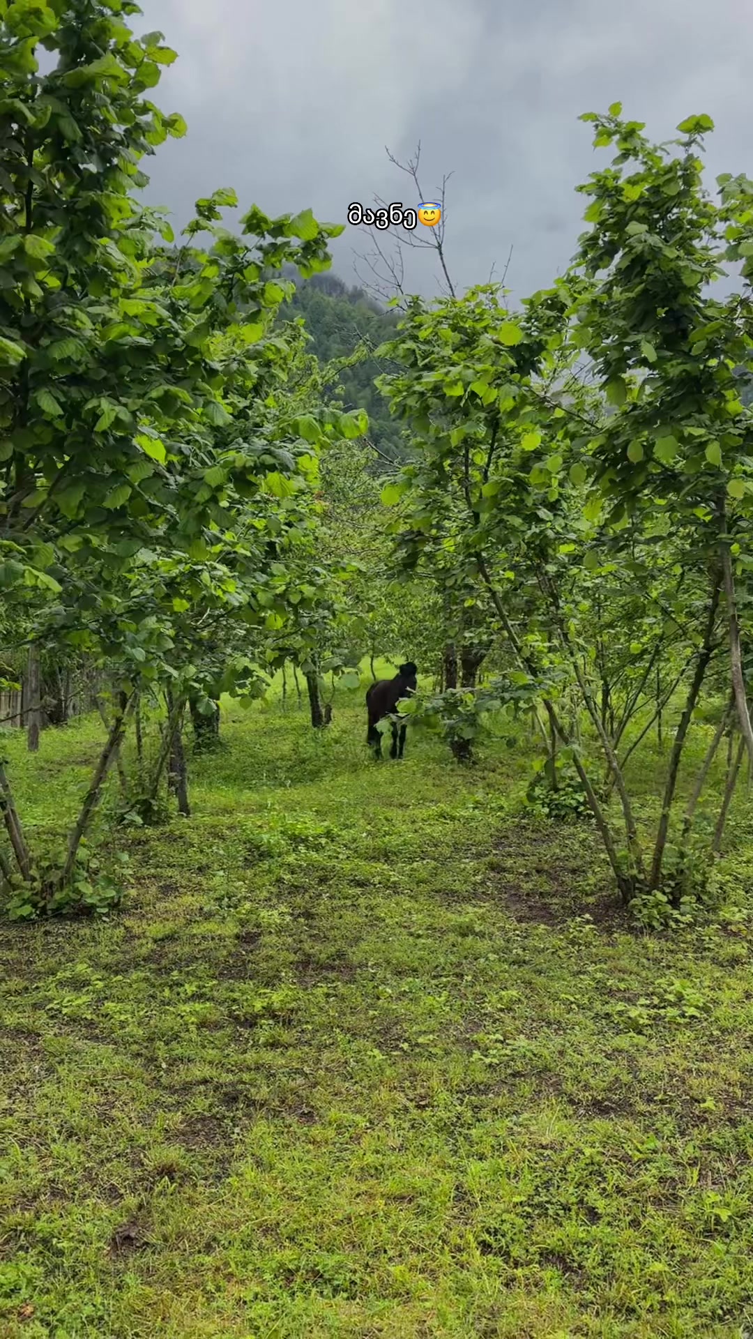 @Svaneti_mountains
