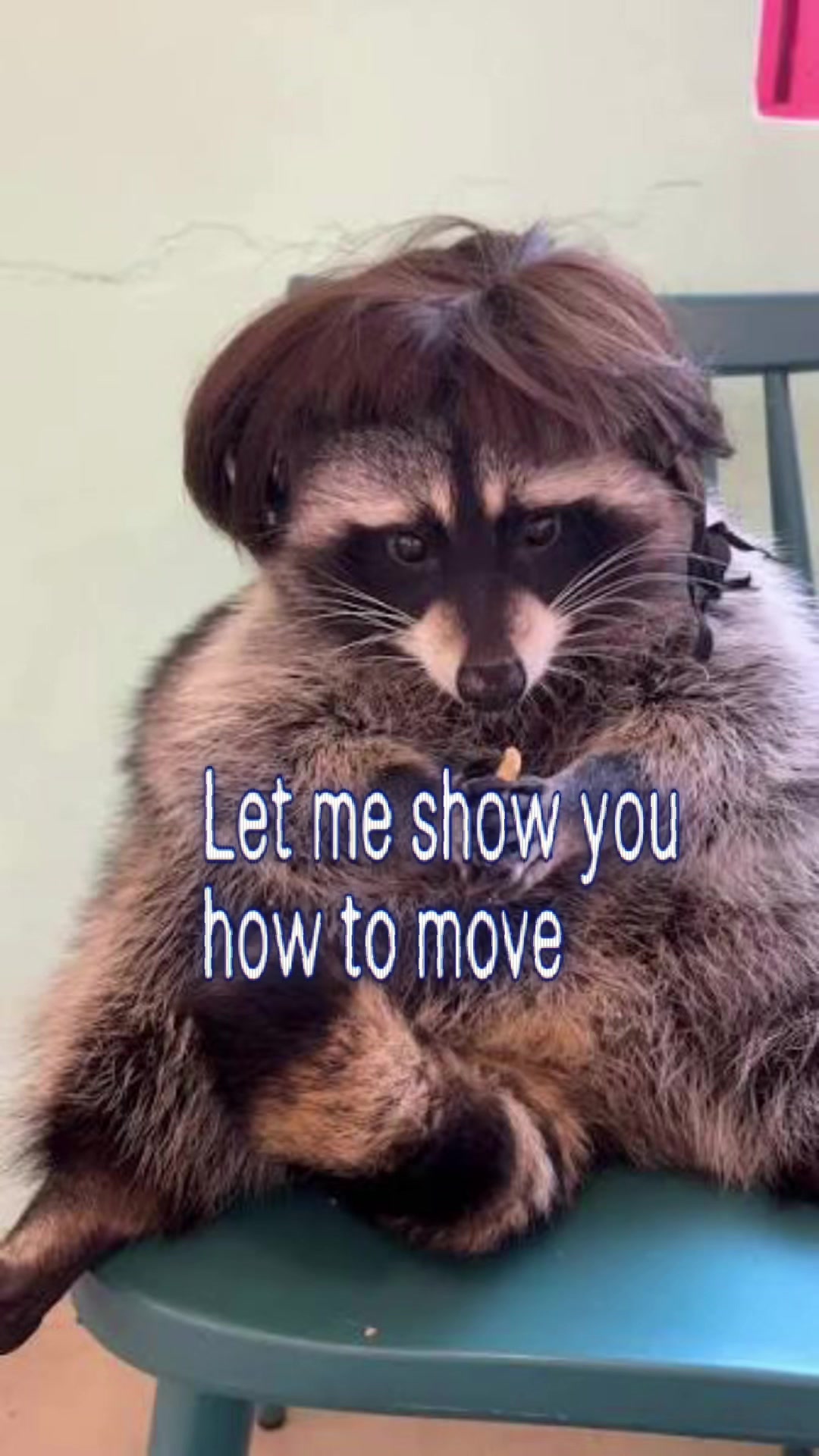 @Raccoon Music Videos