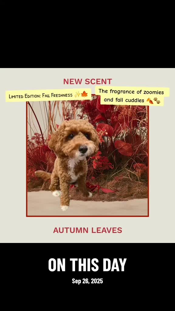 @Waffle | Pet Creator + UGC