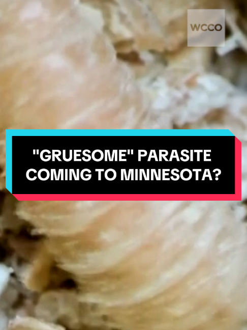 @WCCO | CBS News Minnesota