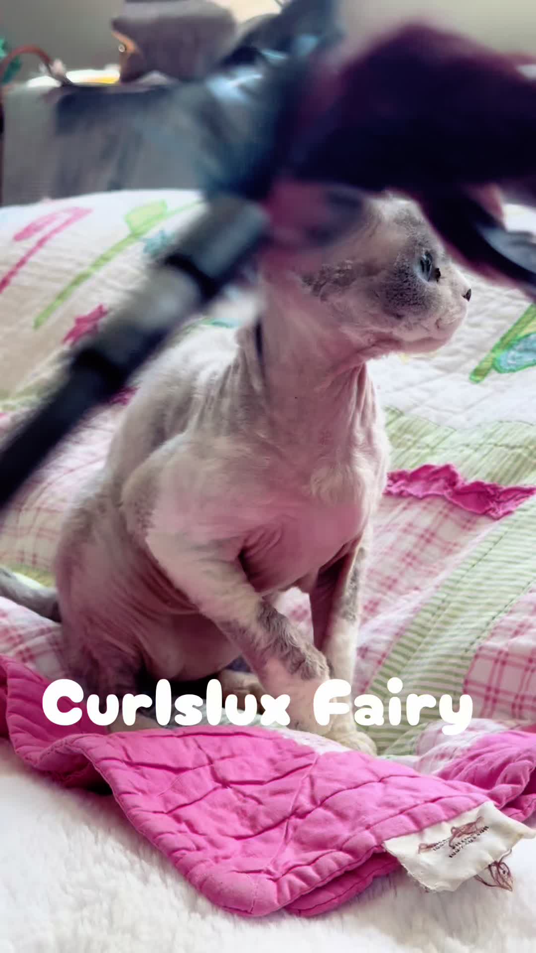 @Curlslux cattery!!🇺🇸