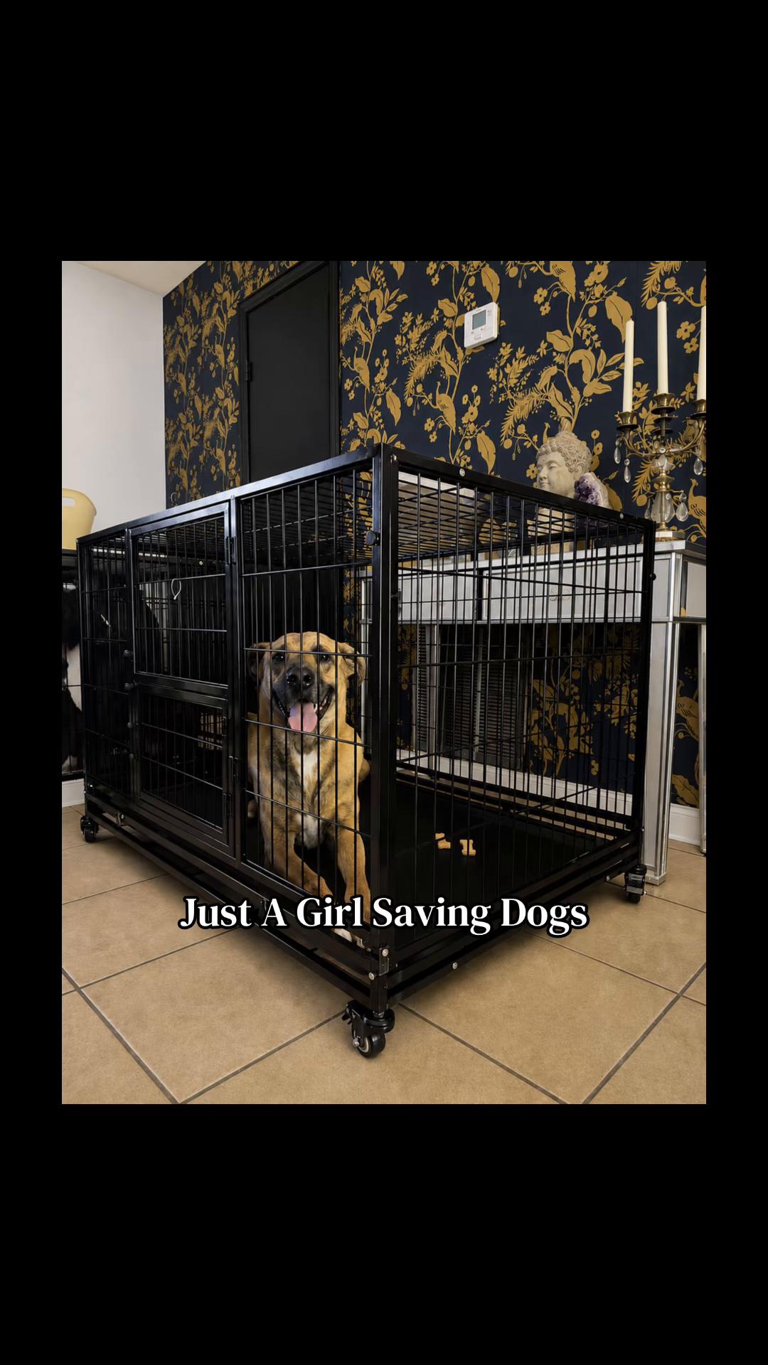 @Just A Girl Saving Dogs