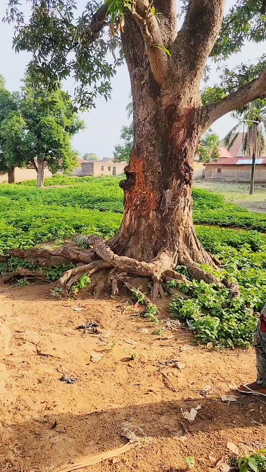 @mai kwaila ne saikadaure
