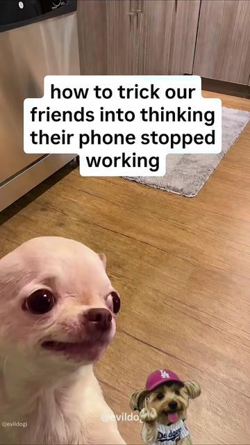 @bambisdodgersworld