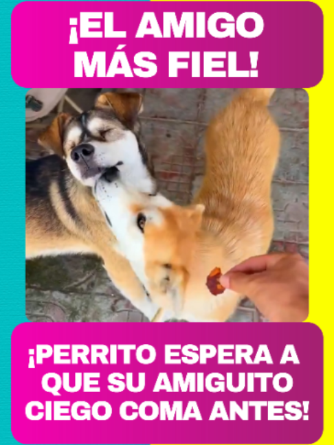 @Revista TVNotas